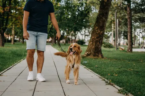 Man walking a dog